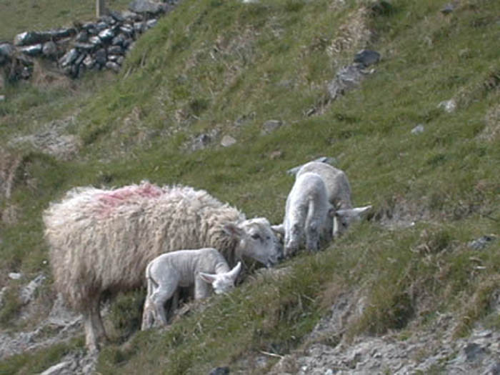 Sheep grazing.jpg 64.3K